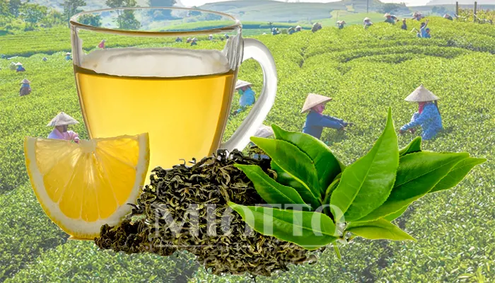 8 مزیت چای سبز